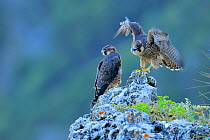 Two juvenile Peregrine falcons (Falco peregrinus)  one exercising its wings, Andalusia, Spain, May