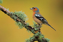 Male Common chaffinch (Fringilla coelebs),   Andalusia, Spain, June.