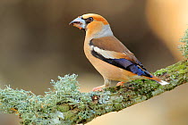 Hawfinch (Coccothraustes coccothraustes),   Andalusia, Spain, June.