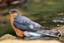Male Sparrowhawk (Accipiter nisus) bathing,   Andalusia, Spain, June.