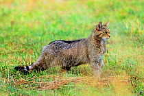 Wildcat (Felis silvestris) hunting, Palencia, Castilla y Leon, Spain, August.