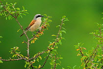 Male Red-backed shrike (Lanius collurio), Cantabria, Spain, August.