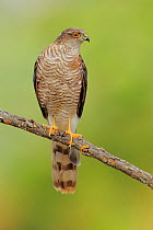 Sparrowhawk (Accipiter nisus) ,   Andalusia, Spain, August.