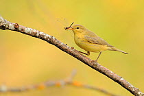 Wood warbler (Phylloscopus sibilatrix) with insect prey,   Andalusia, Spain, August.