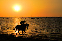 Sanlucar Horse Race, a series of horse races held annually on the beach at Sanlucar de Barrameda, Andalusia,Spain, August 2016.
