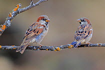 Male House sparrows (Passer domesticus) perched on a twig, Cadiz, Andalusia, Spain, August.