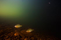 Pumpkinseed sunfish (Lepomis gibbosus) Tarn River, France. June. Introduced species.