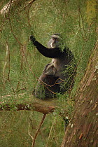 Stuhlmann's blue monkey (Cercopithecus mitis stuhlmanni) mother and young, Kakamega forest, Kenya.