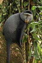 Stuhlmann's blue monkey (Cercopithecus mitis stuhlmanni) Kakamega forest, Kenya.