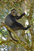 Stuhlmann's blue monkey (Cercopithecus mitis stuhlmanni) adult,  Kakamega forest, Kenya.