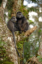 Stuhlmann's blue monkey (Cercopithecus mitis stuhlmanni) adult female with unrelated juvenile, Kakamega forest, Kenya.