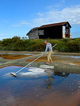 Man collecting salt from salt evaporation pond, L'Ile d'Olonne, Vendee, France, July.