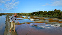 Man collecting salt from salt evaporation pond, L'Ile d'Olonne, Vendee, France, July.