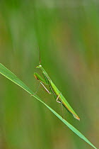 European praying mantis (Mantis religiosa) on a blade of grass, Vendee, France, July.