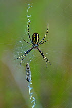 Wasp spider (Argiope bruennichi) on its web with butterfly prey wrapped in silk and showing a zigzag "stabilimentum" pattern on its web used to attract prey, Vendee, France, July.