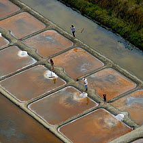 People collecting salt from salt evaporation ponds and child waving, Olonne, Vendee, France, July.