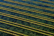 Rows of racks used in oyster farming at high tide, Isle de Re, Charente-Maritime, France, July 2017.