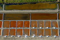 Salt evaporation ponds on Ile de Re, Charente-Maritime, France, Atlantic Coast. July 2017. The colours are produced by the concentration of algae or halobacteria that live in the ponds which indicates...