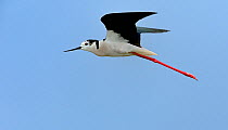 Black-winged stilt (Himantopus himantopus) in flight, Marais Breton, France. June.