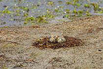 Nest of Black-winged stilt (Himantopus himantopus) with eggs, Marais Breton, France. June.