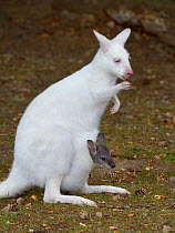 Albino Red- necked wallaby (Macropus rufogriseus) with joey in her pouch, Parc de Branfere, Morbihan, France. July.