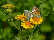 Two Common blue butterflies (Polyommatus icarus) mating on Common fleabane flowers (Pulicaria dysenterica), Vendee, France. July.