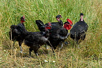 Black Chickens of Challans, rooster with four hens, Vendee, France. July.