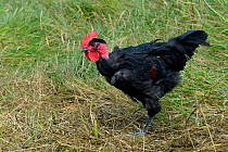 Black Chicken of Challans, Vendee, France. July.