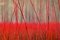 Willow (Salix) plantation, Cuenca, Castilla-La Mancha, Spain, December.