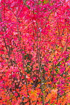 Maple tree (Acer) with colourful leaves in autumn, Spain, November.