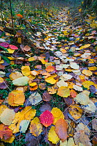 Leaves of a Common aspen tree (Populus tremula) on a path in autumn, Aragon, Spain, November.