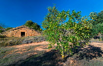Rural building, with Olive tree (Olea europaea)  in the foreground, Lleida, Catalonia, Spain, November 2015.