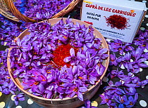 Baskets of harvested Saffron crocuses (Crocus sativus), cultivated for saffron, Lleida, Catalonia, Spain, November.