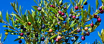 Olive tree (Olea europaea) in fruit, Lleida, Catalonia, Spain, November.