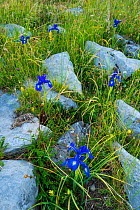 English iris (Iris xiphioides) growing in limestone pavement, Ordesa y Monte Perdido National Park, Aragon, Spain, July.