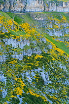 Horrible broom (Echinospartum horridum) growing on mountainside, Anisclo Canyon, Ordesa y Monte Perdido National Park, Aragon, Spain, July.