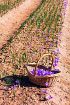 Basket containing harvested Saffron crocuses (Crocus sativus) in a field, cultivated for saffron, Lleida, Catalonia, Spain, November.