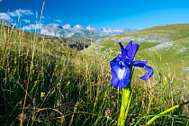 English iris (Iris xiphioides), Ordesa y Monte Perdido National Park, Aragon, Spain, July.