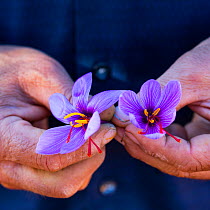 Person holding harvested Saffron crocuses (Crocus sativus), cultivated for saffron, Lleida, Catalonia, Spain, November.