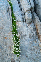 Flowers growing in a gryke, the sheltered crevice of limestone pavement, Ordesa y Monte Perdido National Park, Pyrenees, Aragon, Spain, July.