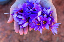 Person holding harvested Saffron crocuses (Crocus sativus), cultivated for saffron, Lleida, Catalonia, Spain, November.