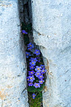 Pyrenean violet (Ramonda myconi) growing in a gryke, the sheltered crevice of limestone pavement, Ordesa y Monte Perdido National Park, Pyrenees, Aragon, Spain, July.