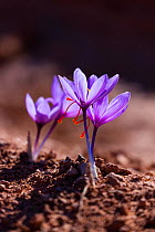 Saffron crocuses (Crocus sativus), cultivated for saffron, Lleida, Catalonia, Spain, November.