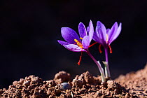 Saffron crocuses (Crocus sativus), cultivated for saffron, Lleida, Catalonia, Spain, November.