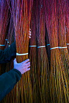 Man moving bundles of cut Willow (Salix), used to make wicker products, Cuenca, Castilla-La Mancha, Spain, December.