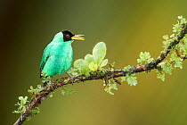 Green honeycreeper (Chlorophanes spiza) perched on a branch, Costa Rica.