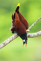 Montezuma oropendola (Psarocolius montezuma) calling, Costa Rica.