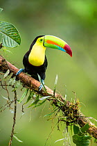 Keel billed toucan (Ramphastos sulfuratus)m, Costa Rica.