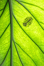 Valeroi&#39;s glass frog (Hyalinobatrachium Valerioi) on underside of a leaf, Costa Rica.