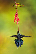 Green hermit hummingbird (Phaethornis guy), Costa Rica.
